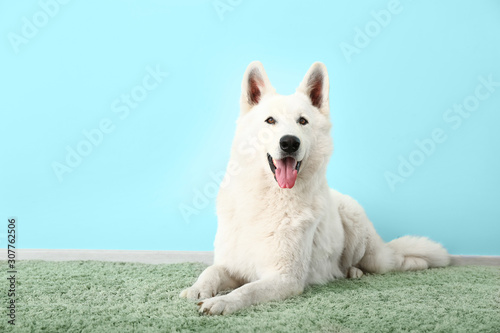 Cute funny dog near color wall © Pixel-Shot