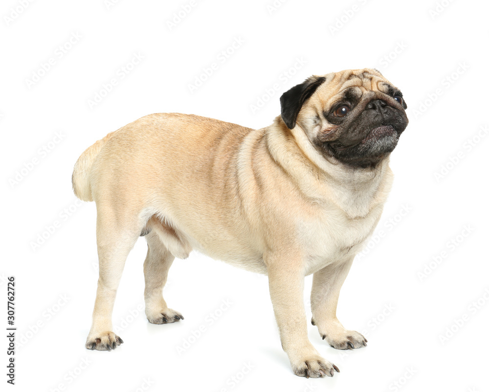 Cute pug dog on white background Cute pug dog on white background