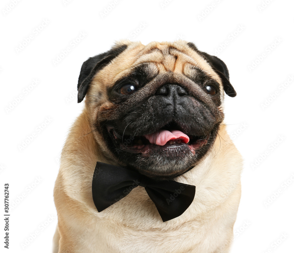 Cute pug dog with bowtie on white background