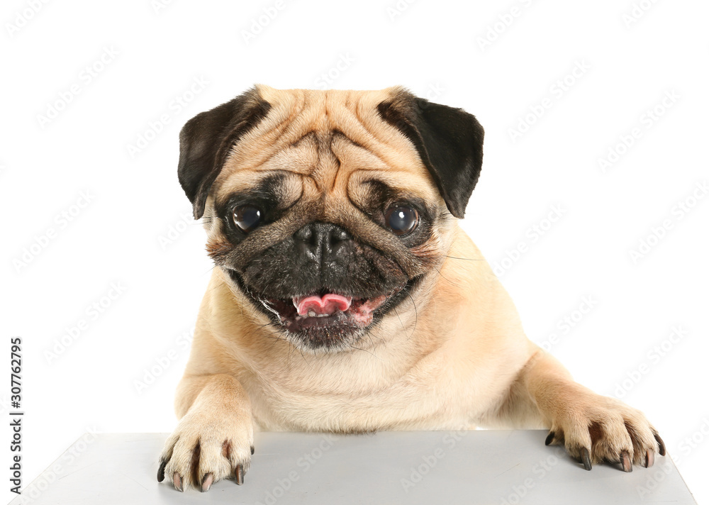 Cute pug dog on white background