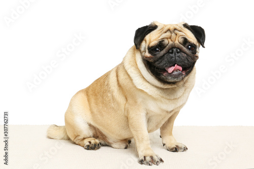 Cute pug dog on white background