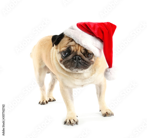 Cute pug dog in Santa hat on white background