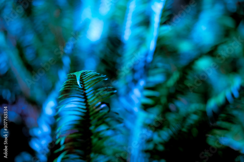 Defocused fern leaves background. © Alla