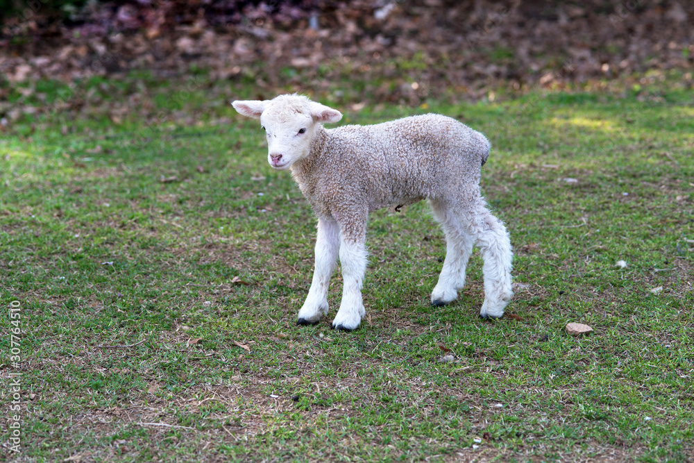 Little lamb on fresh spring green meadow. Little lamb on fresh spring green meadow.