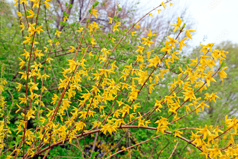 blooming yellow forsythia flower