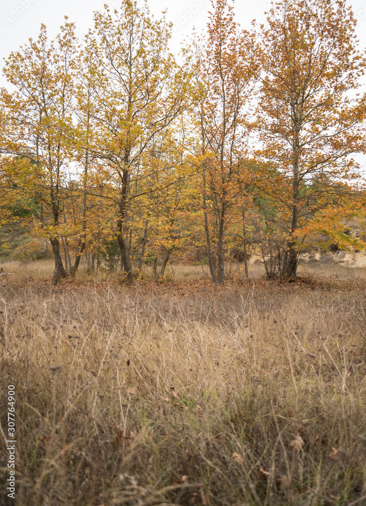 Fototapeta premium Yellow trees in the forest