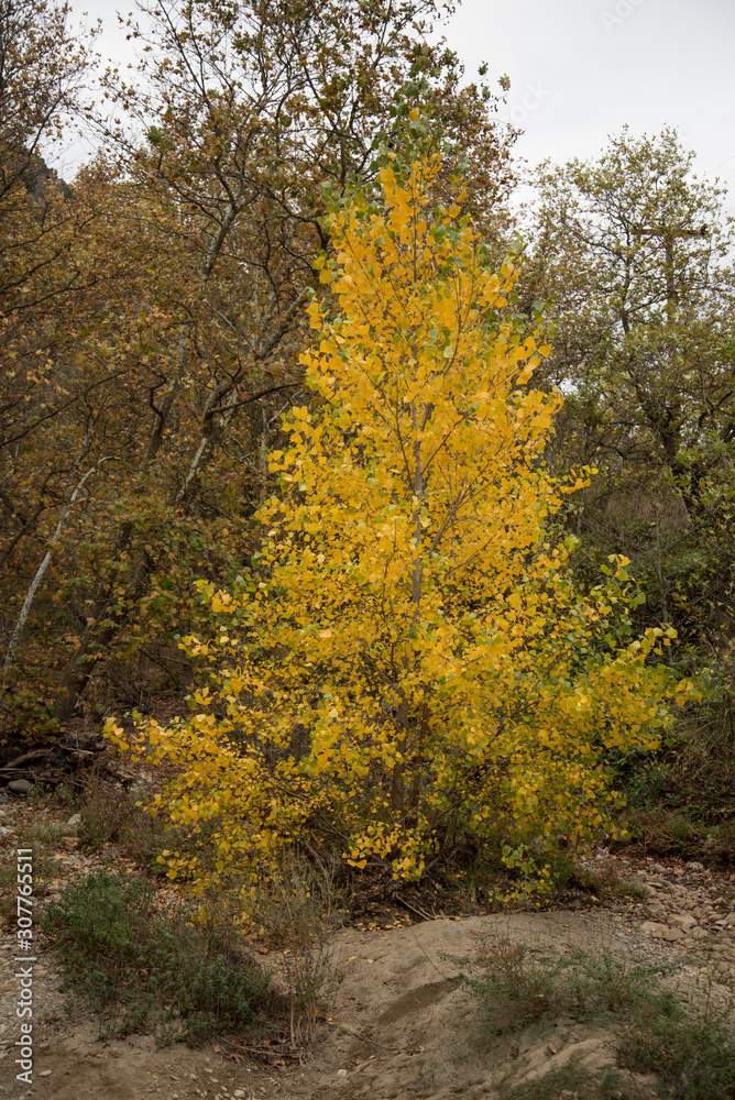 Fototapeta premium Yellow trees in the forest