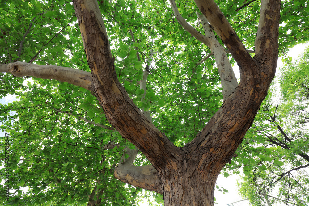 Fototapeta premium Platanus orientalis branch