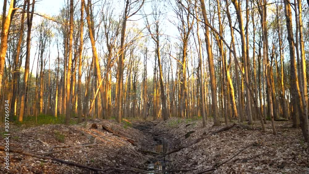 Radiant Spring Forest (4K UHD Steadicam Gimbal Shot) Radiant Spring Forest (4K UHD Steadicam Gimbal Shot)