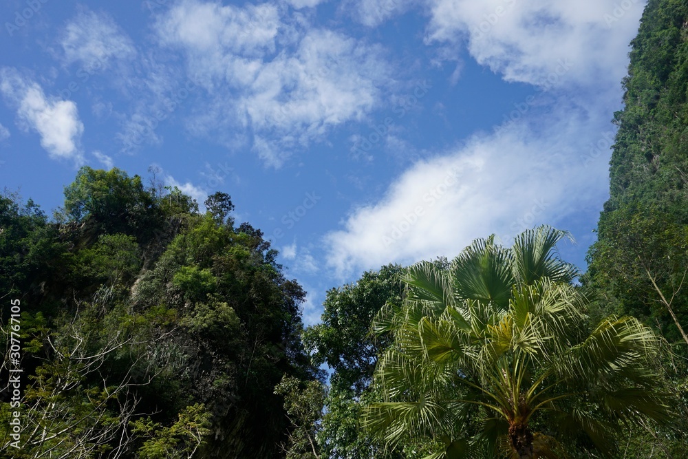 trees and blue sky