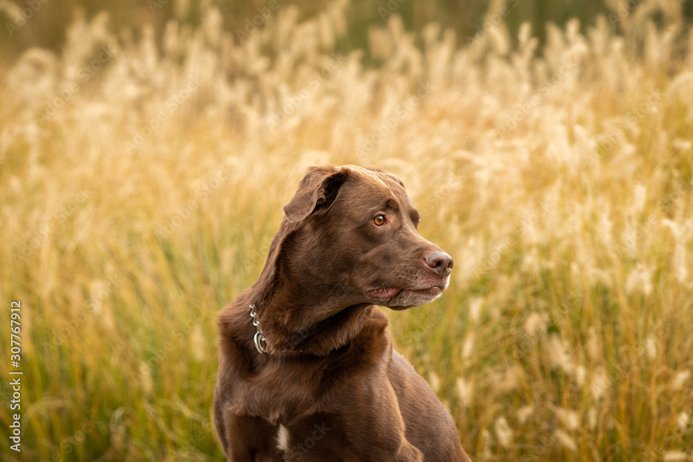 Chocolate Labrador against fall grasses