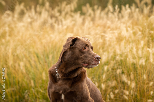 Chocolate Labrador against fall grasses