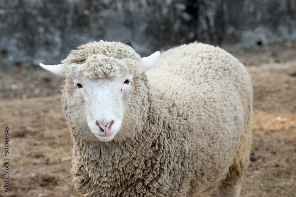 Sheep in nature on meadow. Farming outdoor.