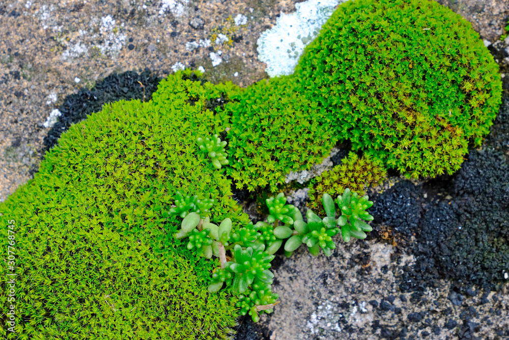 Sedum Species, English Stonecrop (Sedum anglicum) on green moss with rock.