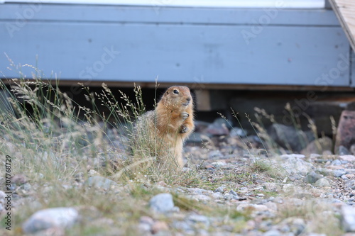 Ground squirrel, also known as Richardson ground squirrel or siksik (in Inuktitut) found near a building eating some seeds