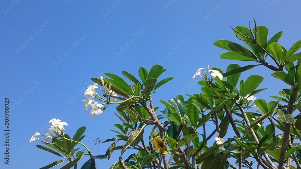 white plumeria flowers on blue sky