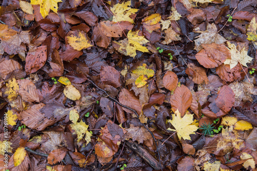  leaves and flowers in the forest