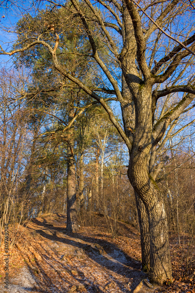 Beautiful slope in the forest with sprawling oak Beautiful slope in the forest with sprawling oak