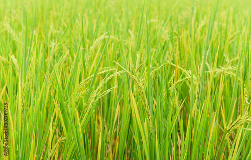 Green paddy rice field