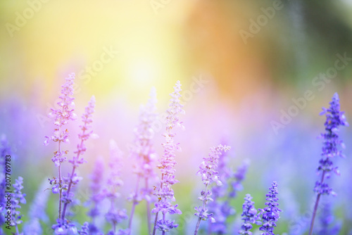 flower lavender fields   Blue Salvia flower blooming in the spring garden - salvia farinacea