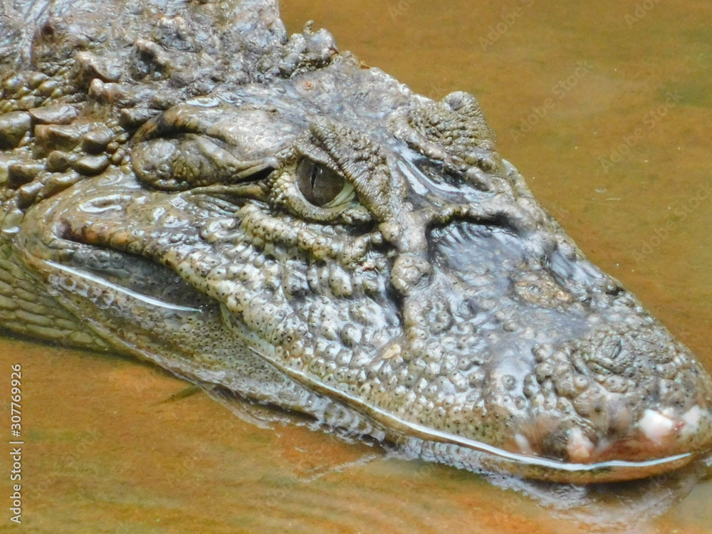 Obraz premium alligator