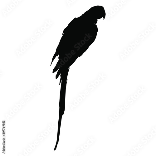 Isolated vector illustration. Silhouette of Scarlet macaw. (Ara macao). Tropical parrot bird.