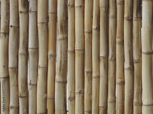 Fence bamboo trunks