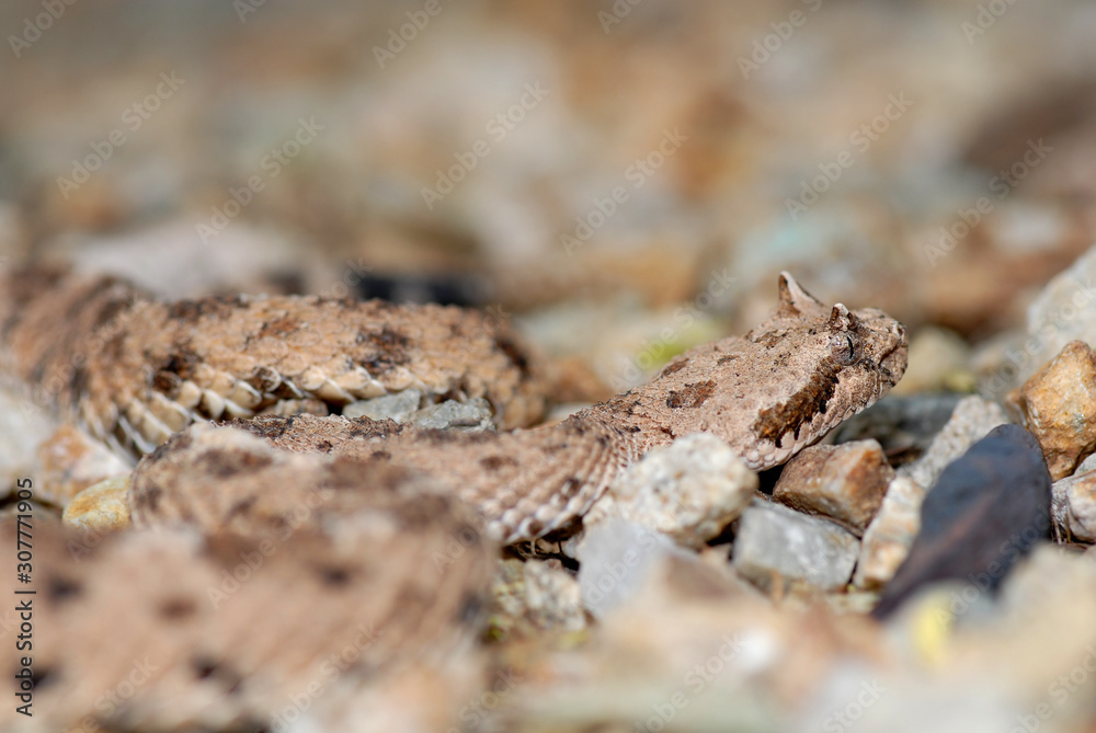 Obraz premium Crotalus cerastes cercobombus