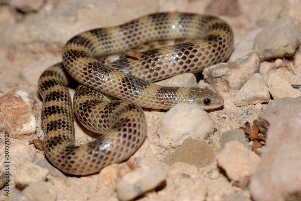 Naklejka premium Sonora semiannulata