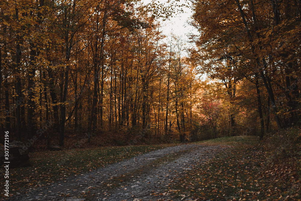 Obraz premium Parkway