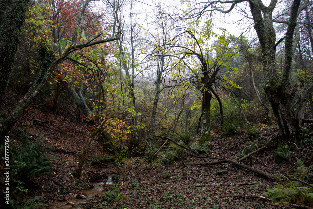 Yellow trees in the forest Yellow trees in the forest