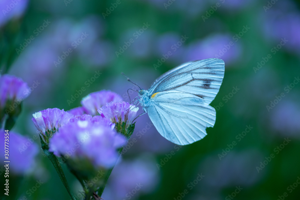 紫陽花 紫陽花