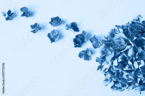 Beautiful blue hydrangea petals. Top view. Color of the year 2020.
