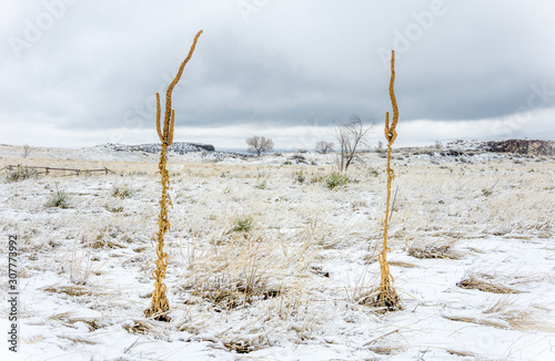 Winter Landscape on South Table Mountain #1 photo