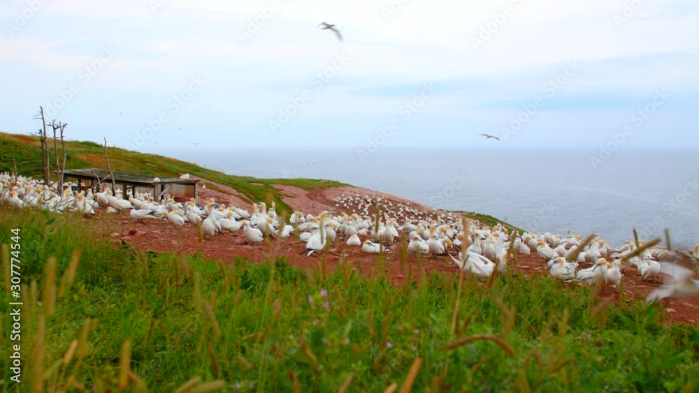 Northern gannet bird landing in nesting colony near cliff with grass in foreground, Quebec Northern gannet bird landing in nesting colony near cliff with grass in foreground, Quebec