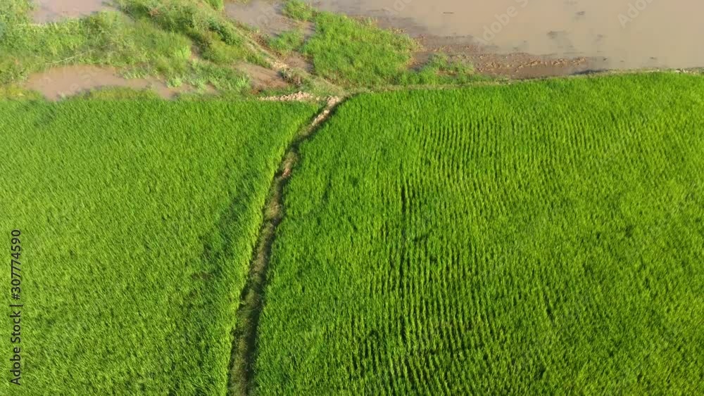 Aerial drone view over wide area of rice plantations in Kratie,Cambodia Aerial drone view over wide area of rice plantations in Kratie,Cambodia