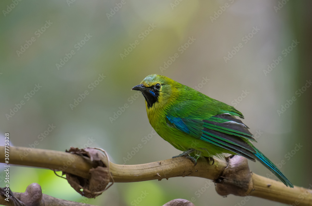 Blue-winged Leafbird on branch in nature. Blue-winged Leafbird on branch in nature.