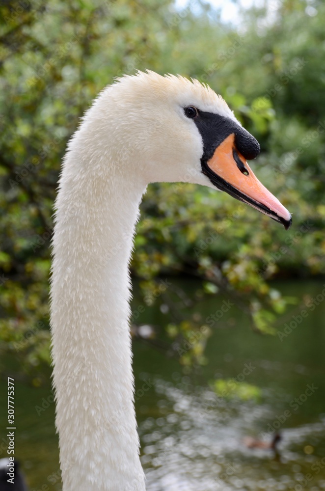 Cisne Cisne