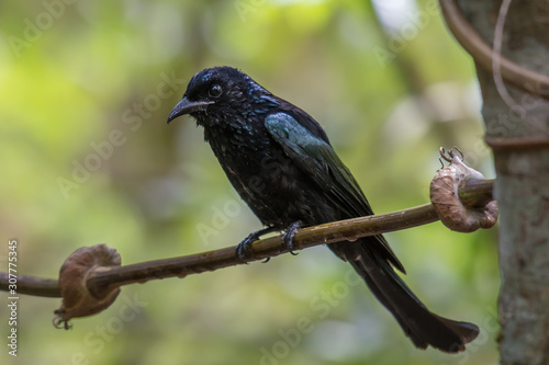 Crow-billed Drongo on branch in nature. photo