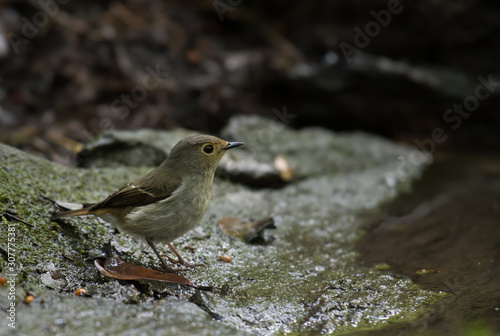 Red-throated Flycatcher Waiting to drink water on a rock beside the pond
