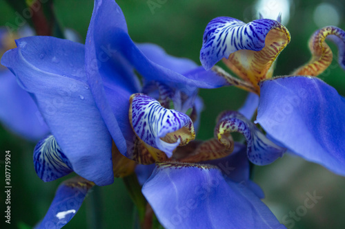 blues iris close up (ID: 307775924)
