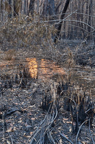 A creek near the Esk River, in the Bundjalung National Park on the north coast of NSW, Australia; glows in the evening sunlight. Bushfires have ravaged the landscape - charred and barren.