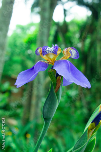 blue iris in garden (ID: 307778125)