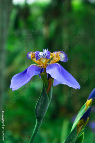 beautiful blue flower (ID: 307778154)