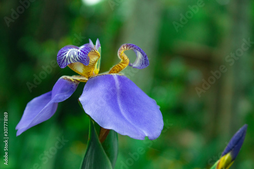 blue iris on green background (ID: 307778169)