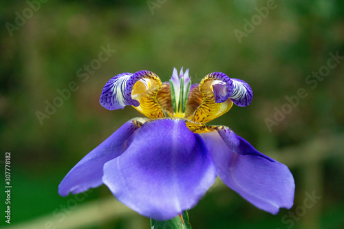 beautiful iris flower (ID: 307778182)