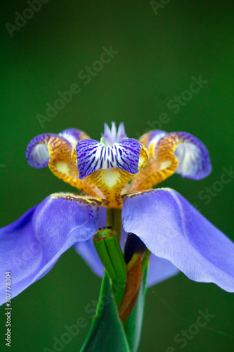 purple iris flower (ID: 307778304)