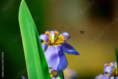 blue iris with bee (ID: 307778342)