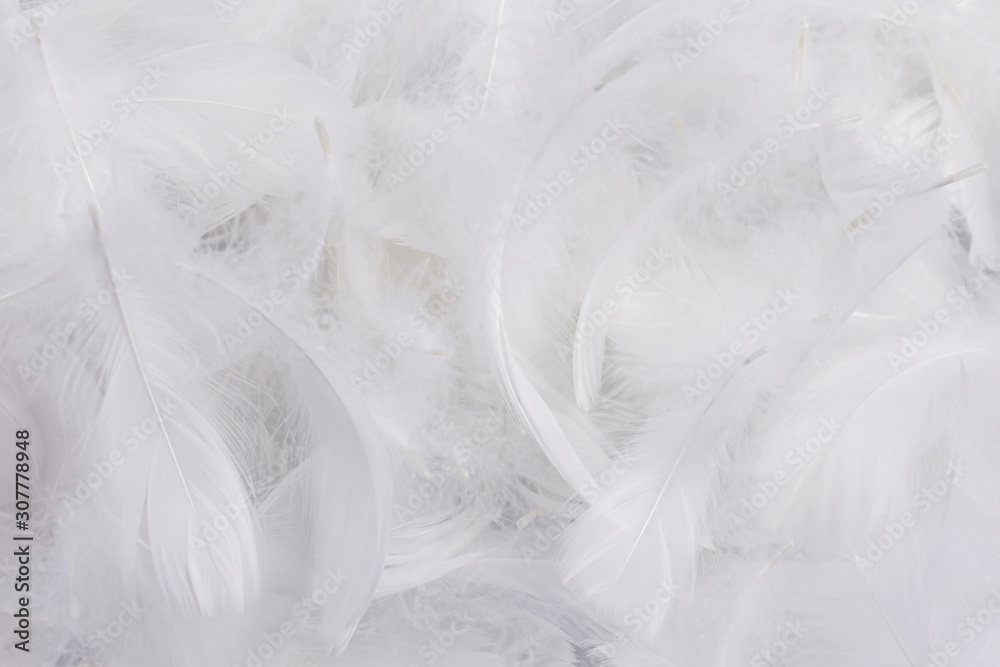 Soft white feathers background Soft white feathers background