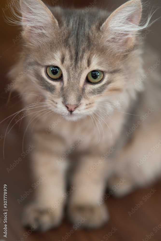 Portrait of adorable little Persian cat.